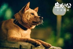 忠犬八公的照片,忠犬八公的感人故事